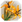 Altın Ot.png