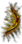 Aşırı Süslü Yay.png